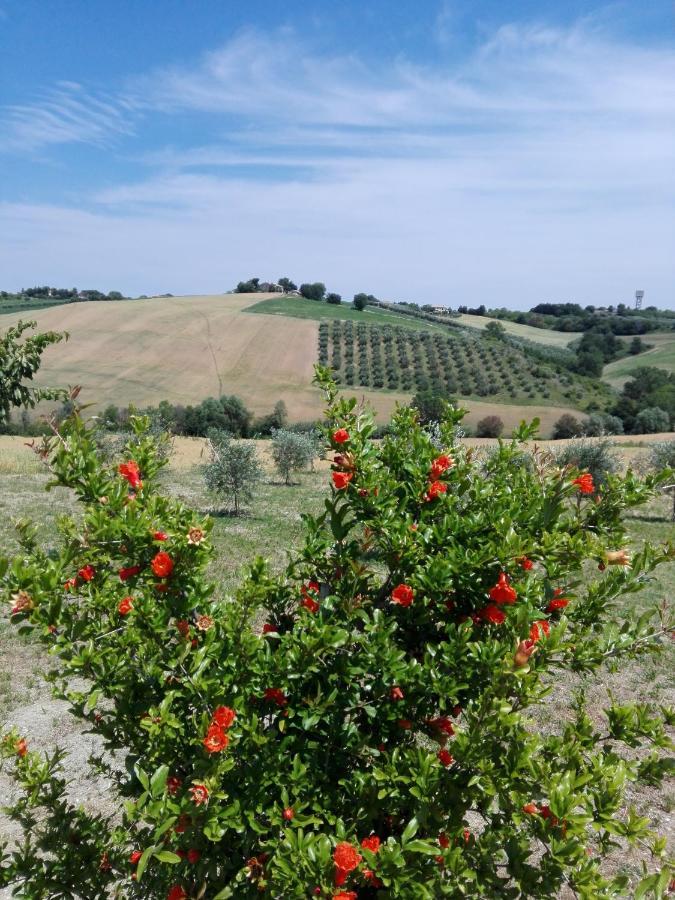 Il Giardino Nella Valle Belvedere Ostrense エクステリア 写真