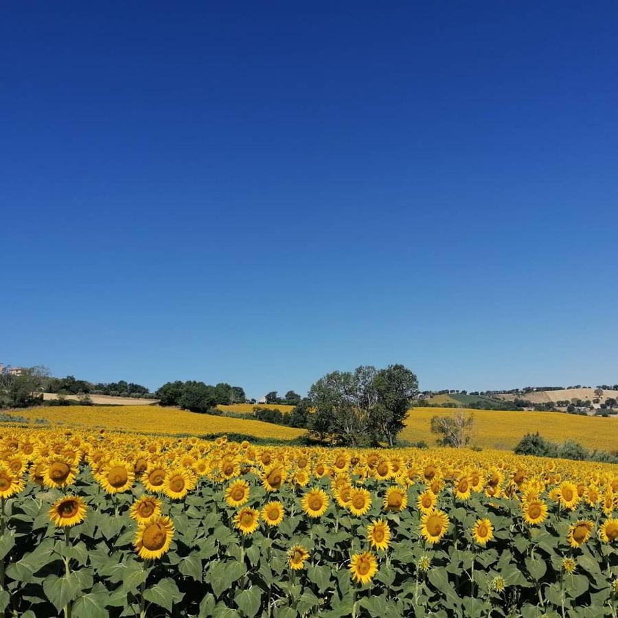 Il Giardino Nella Valle Belvedere Ostrense エクステリア 写真