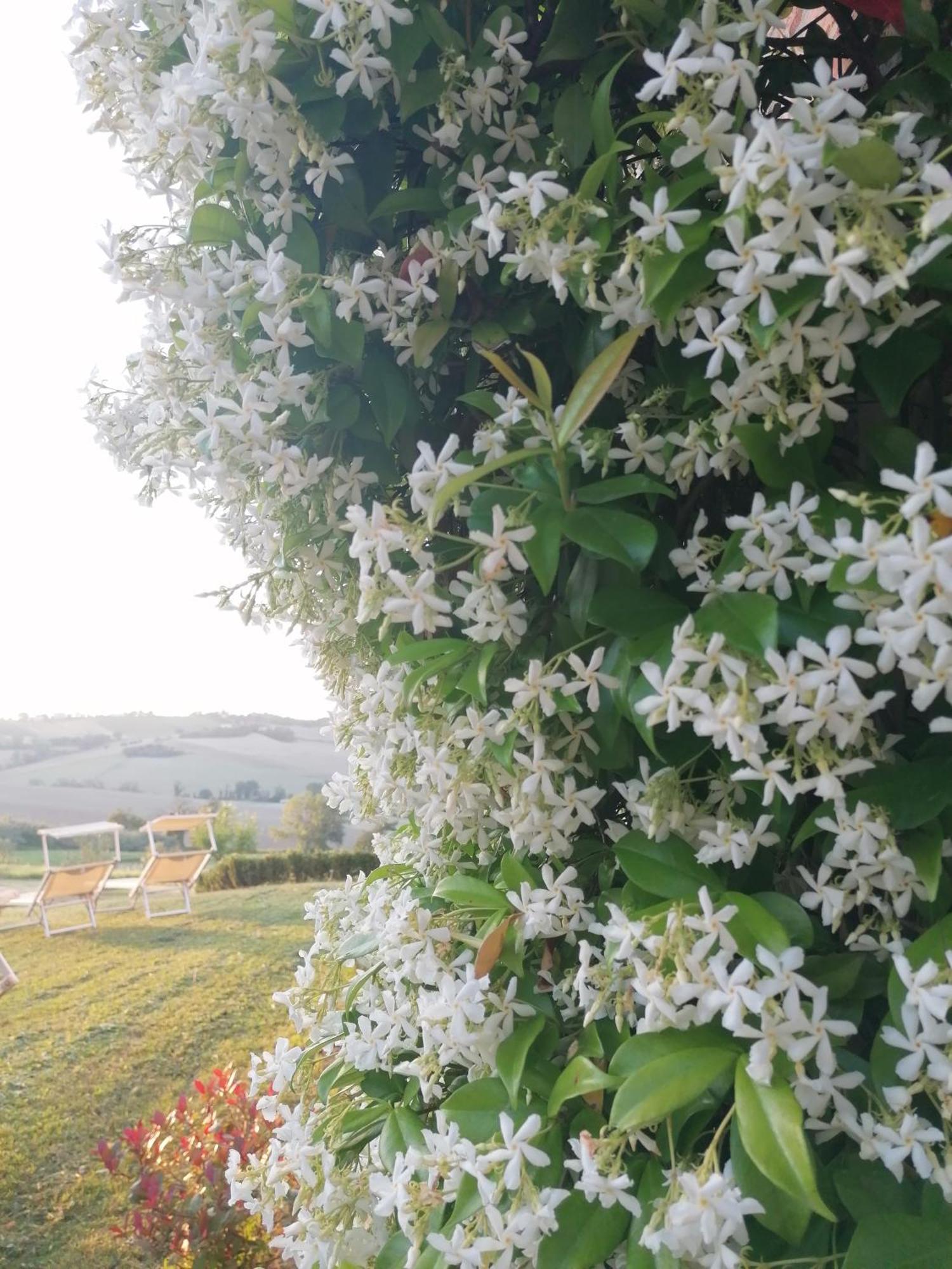 Il Giardino Nella Valle Belvedere Ostrense エクステリア 写真